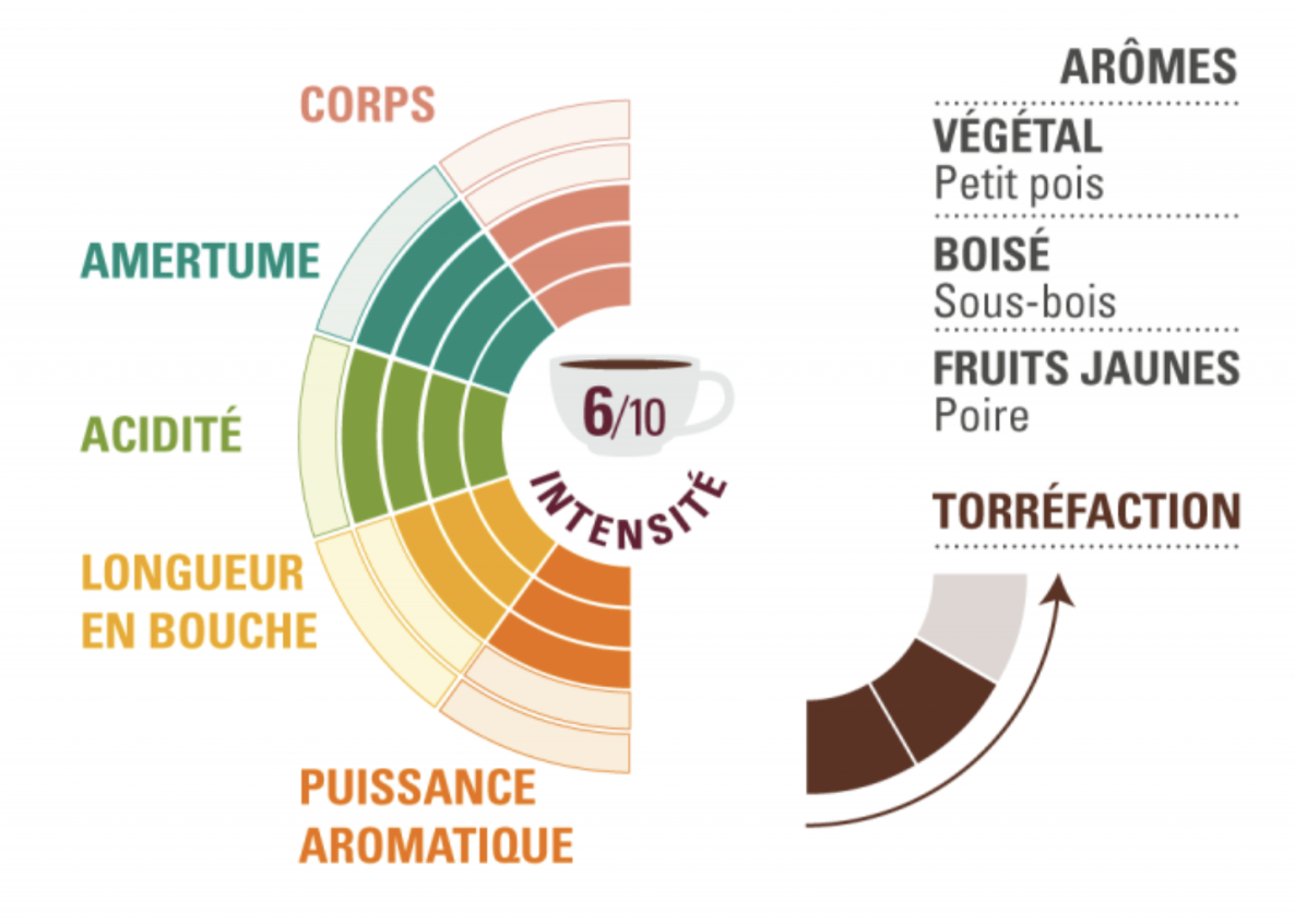 Arabica en grains Congo profil dégustation