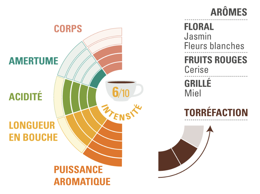 Arabica moulu Éthiopie profil dégustation