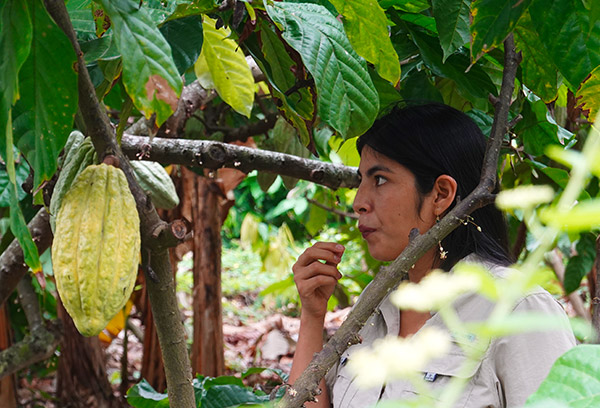 Variété endémique de cacao d'Equateur, nacional