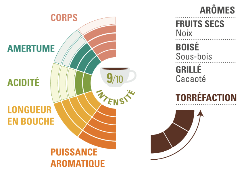 Café en grains Guatémala profil dégustation