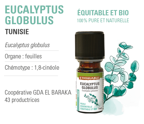 Acheter huile essentielle Eucalyptus Globulus Bio (Eucalyptus