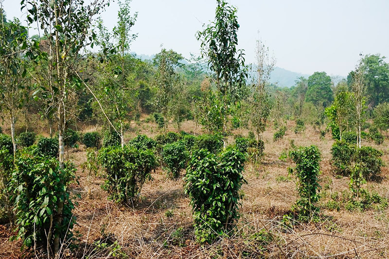 Production de thé bio en agroforesterie au Laos