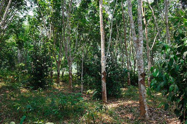 Culture du thé en agroforesterie au Laos