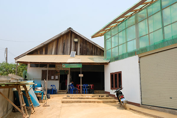 Transformation thé bio au Laos - coopérative Meung tea producers