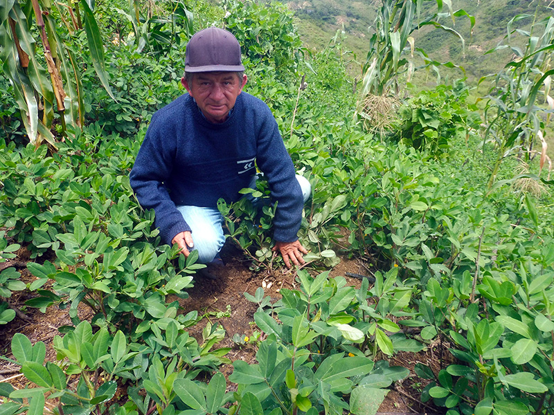 culture de cacahuète bio au Pérou