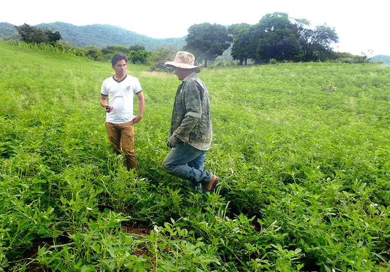 culture de cacahuète bio au Pérou