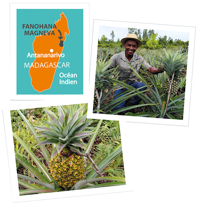 Pur Jus Ananas Gingembre bio Madagascar / 25cl - Maison du Commerce  Equitable