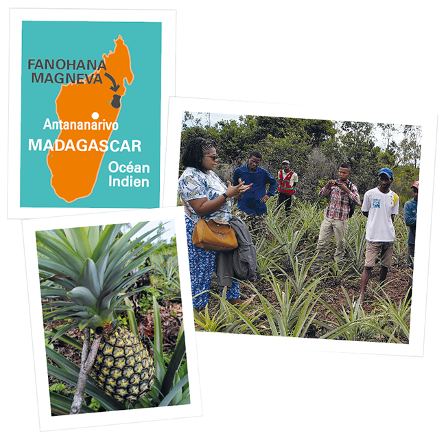 Pur Jus Ananas Gingembre bio Madagascar / 25cl - Maison du Commerce  Equitable