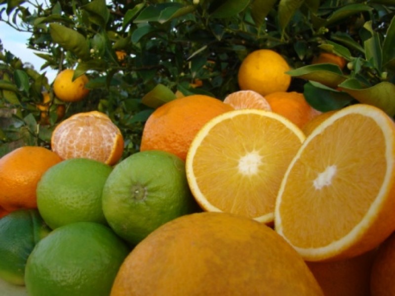 Huile essentielle d'orange douce biologique et équitable I Terra Etica