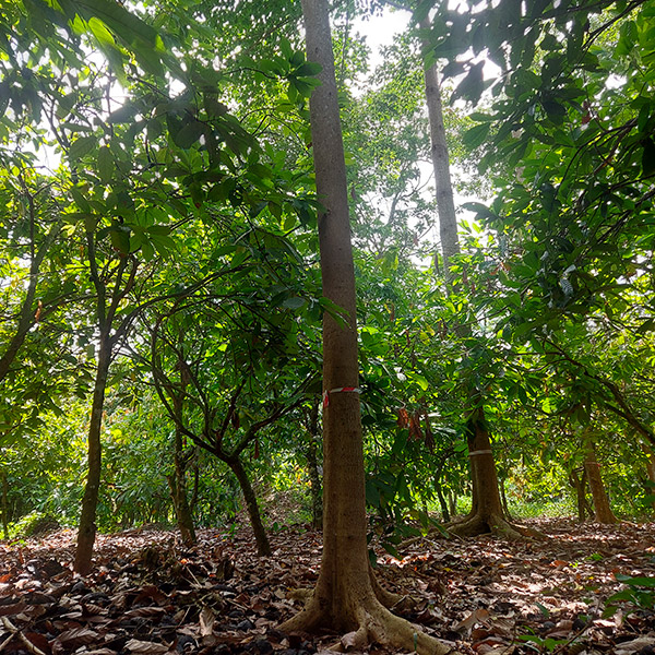 Culture du Cacao sous Couvert Forestier Côte d'Ivoire