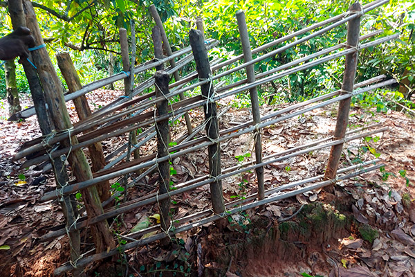 Utilisation de Compost Culture du Cacao Commerce Equitable en Côte d'Ivoire