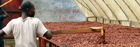 Comprendre la hausse des prix du cacao