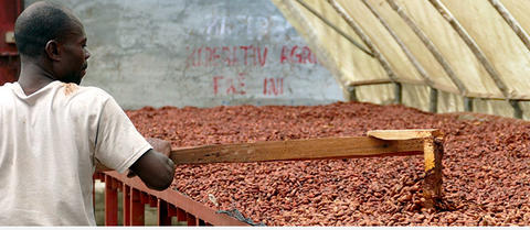 Comprendre la hausse des prix du cacao