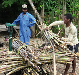 Les producteurs de cannes à sucre face aux défis de l'urbanisation
