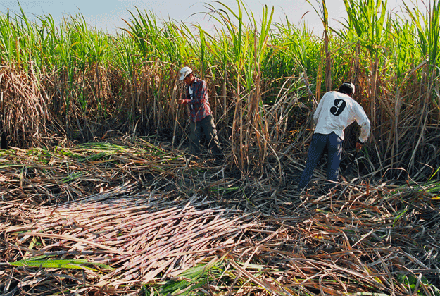 producteurs de canne à sucre équitable et bio du Paraguay coopérative Manduvira